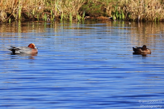 Two ducks with reddish heads and gray bodies swimming in a calm body of water with reeds in the - image from year 2026 #003
