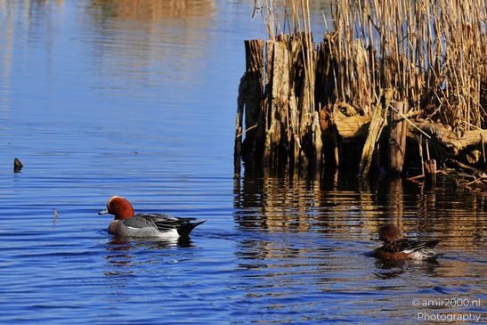 Mallard Ducks swim on calm water near reeds. - image from year 2026 #004