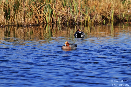 Two ducks swimming in a body of water with reeds in the background. - image from year 2026 #005
