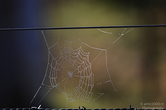 Morning_Dew_On_Spider_Web_In_The_Scottish_Highlands_Macro_Photography_Nature_Photography_Canon_EOS_R5_Mark_II_2026_001.JPG