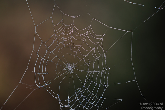 Morning_Dew_On_Spider_Web_In_The_Scottish_Highlands_Macro_Photography_Nature_Photography_Canon_EOS_R5_Mark_II_2026_002.JPG