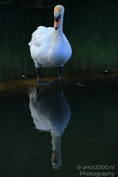 Mute_Swan_Reflecting_In_Amsterdamse_Waterleidingduinen_Birds_Photography_Nature_Photography_Canon_EOS_R5_Mark_II_2026_001.JPG