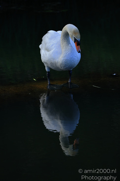 Mute_Swan_Reflecting_In_Amsterdamse_Waterleidingduinen_Birds_Photography_Nature_Photography_Canon_EOS_R5_Mark_II_2026_002.JPG