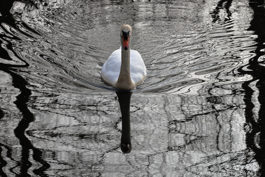 Mute_Swan_Reflection_In_Naarderbos_Birds_Photography_Nature_Photography_Canon_EOS_R5_Mark_II_2026_001.JPG