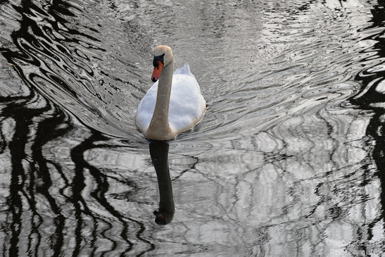 Mute_Swan_Reflection_In_Naarderbos_Birds_Photography_Nature_Photography_Canon_EOS_R5_Mark_II_2026_002.JPG