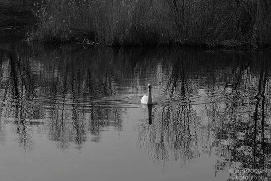 Mute_Swan_Reflection_In_Naarderbos_Birds_Photography_Nature_Photography_Canon_EOS_R5_Mark_II_2026_003.JPG