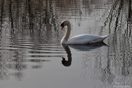 Mute_Swan_Reflection_In_Naarderbos_Birds_Photography_Nature_Photography_Canon_EOS_R5_Mark_II_2026_004.JPG