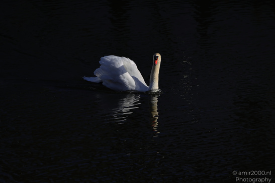 Mute_Swan_Swim_In_The_Amstel_Birds_Photography_Nature_Photography_Canon_EOS_R5_Mark_II_2026_001.JPG