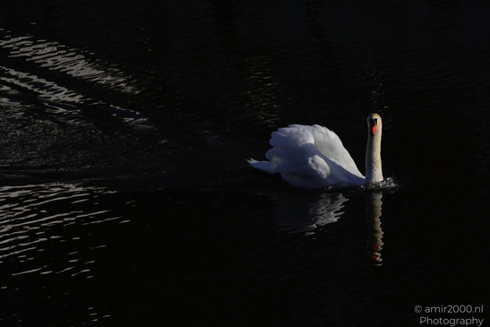 Mute_Swan_Swim_In_The_Amstel_Birds_Photography_Nature_Photography_Canon_EOS_R5_Mark_II_2026_002.JPG