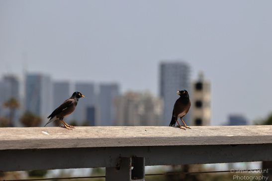 Myna_Birds_In_The_Park_At_Tel-Aviv_Birds_Photography_Nature_Photography_Canon_EOS_R5_Mark_II_2026_001.JPG