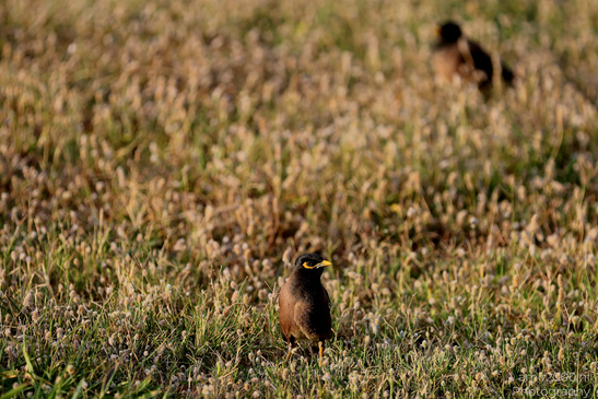 Myna_Birds_In_The_Park_At_Tel-Aviv_Birds_Photography_Nature_Photography_Canon_EOS_R5_Mark_II_2026_002.JPG