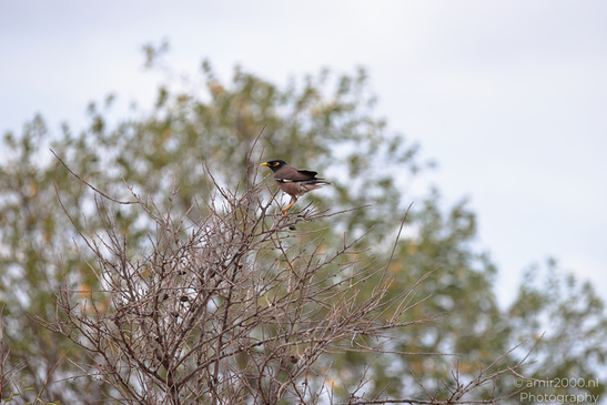 Myna_Birds_In_The_Park_At_Tel-Aviv_Birds_Photography_Nature_Photography_Canon_EOS_R5_Mark_II_2026_003.JPG