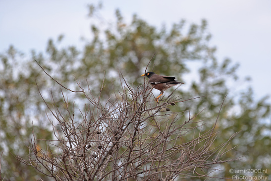 Myna_Birds_In_The_Park_At_Tel-Aviv_Birds_Photography_Nature_Photography_Canon_EOS_R5_Mark_II_2026_004.JPG