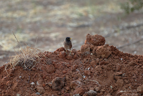 Myna_Birds_In_The_Park_At_Tel-Aviv_Birds_Photography_Nature_Photography_Canon_EOS_R5_Mark_II_2026_005.JPG