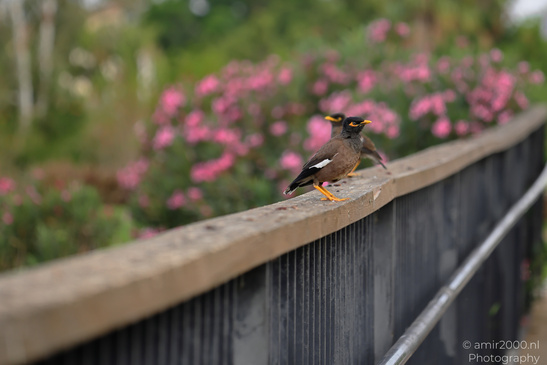 Myna_Birds_In_The_Park_At_Tel-Aviv_Birds_Photography_Nature_Photography_Canon_EOS_R5_Mark_II_2026_006.JPG