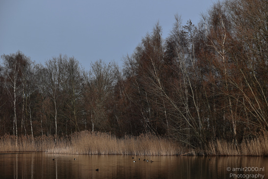 Naarderbos_Scenery_And_Reflections_Naarden_Netherlands_Nature_Photography_Canon_EOS_R5_Mark_II_2026_002.JPG