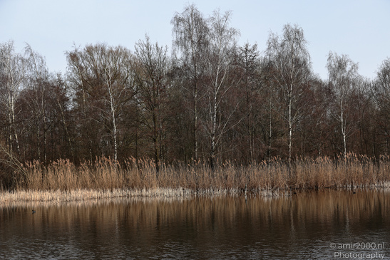 Naarderbos_Scenery_And_Reflections_Naarden_Netherlands_Nature_Photography_Canon_EOS_R5_Mark_II_2026_003.JPG