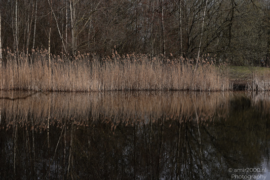 Naarderbos_Scenery_And_Reflections_Naarden_Netherlands_Nature_Photography_Canon_EOS_R5_Mark_II_2026_006.JPG