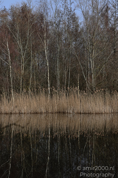 Naarderbos_Scenery_And_Reflections_Naarden_Netherlands_Nature_Photography_Canon_EOS_R5_Mark_II_2026_007.JPG