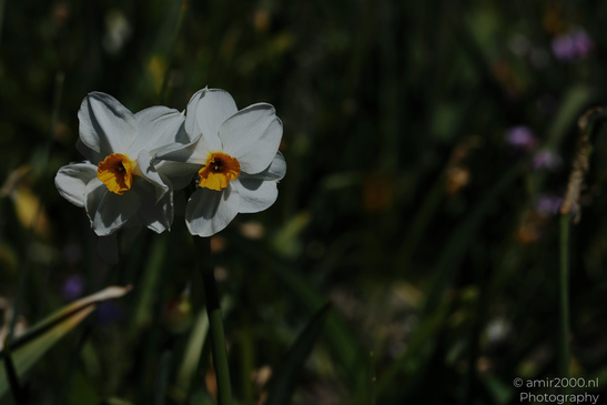 Narcissus_Flower_Photography_Nature_Photography_Canon_EOS_R5_Mark_II_2026_001.JPG