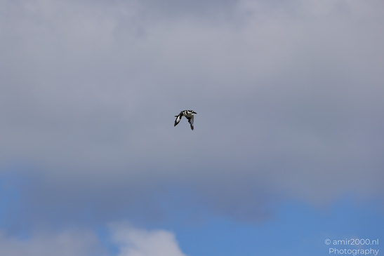 Pied_Kingfisher_In_Flight_Birds_Photography_Nature_Photography_Canon_EOS_R5_Mark_II_2026_001.JPG