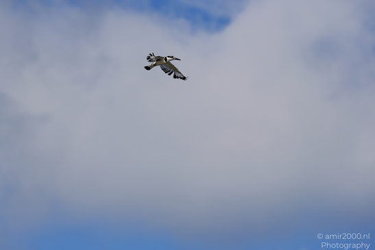 Pied_Kingfisher_In_Flight_Birds_Photography_Nature_Photography_Canon_EOS_R5_Mark_II_2026_002.JPG