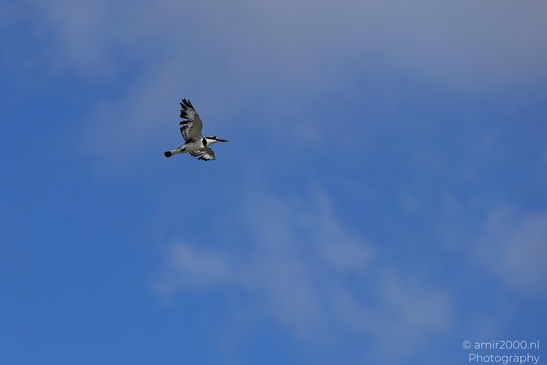 Pied_Kingfisher_In_Flight_Birds_Photography_Nature_Photography_Canon_EOS_R5_Mark_II_2026_003.JPG