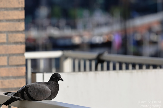 Pigeon_Om_Balcony_Rail_Birds_Photography_Nature_Photography_Canon_EOS_R5_Mark_II_2026_001.JPG