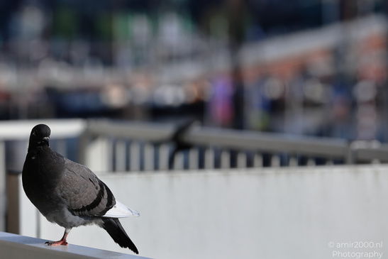 Pigeon_Om_Balcony_Rail_Birds_Photography_Nature_Photography_Canon_EOS_R5_Mark_II_2026_002.JPG