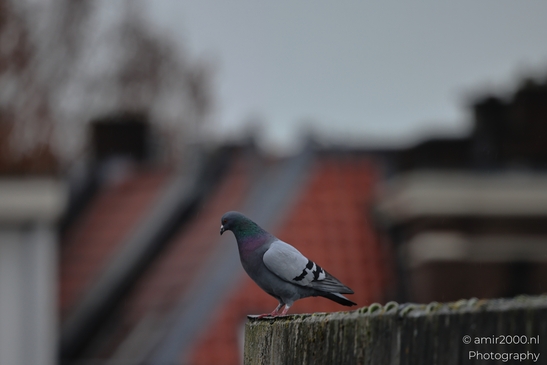 A pigeon perched on a wooden post with a blurred urban background. - image from year 2026 #001