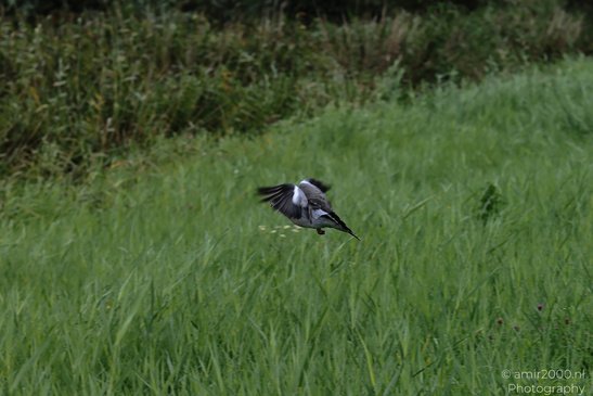 A dark bird flies low above a grassy field with its wings outstretched. - image from year 2026 #001