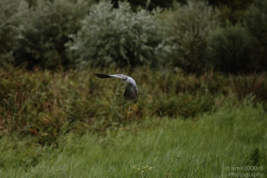 Pigeons fly above open land with wings extended. - image from year 2026 #003