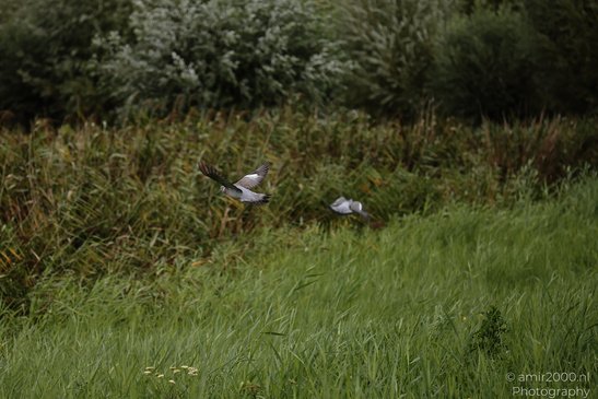 Two pigeons fly low over a lush green field with tall grass and bushes. - image from year 2026 #004