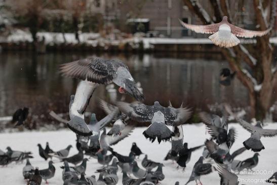 Pigeons_In_Snowy_Park_Setting_Birds_Photography_Nature_Photography_Canon_EOS_R5_Mark_II_2026_001.JPG