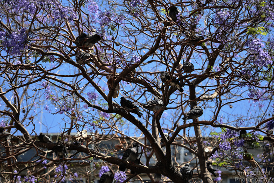 Pigeons_In_Tree_Tel-Aviv_Birds_Photography_Nature_Photography_Canon_EOS_R5_Mark_II_2026_001.JPG