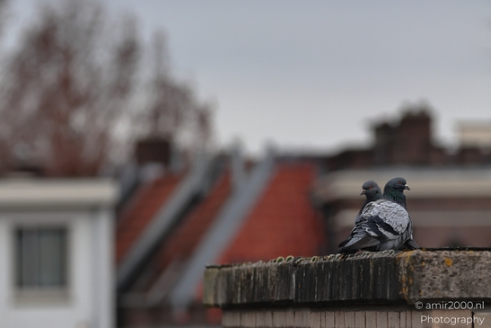 Pigeons_On_A_Rooftop_Ledge_In_Amsterdam_Birds_Photography_Nature_Photography_Canon_EOS_R5_Mark_II_2026_001.JPG