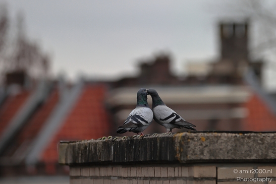 Pigeons_On_A_Rooftop_Ledge_In_Amsterdam_Birds_Photography_Nature_Photography_Canon_EOS_R5_Mark_II_2026_002.JPG