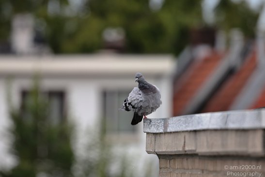 Pigeons_On_Roof_Edge_Birds_Photography_Nature_Photography_Canon_EOS_R5_Mark_II_2026_001.JPG