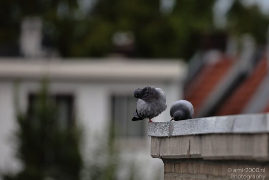 Pigeons_On_Roof_Edge_Birds_Photography_Nature_Photography_Canon_EOS_R5_Mark_II_2026_002.JPG