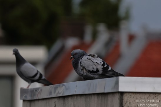 Pigeons_On_Roof_Edge_Birds_Photography_Nature_Photography_Canon_EOS_R5_Mark_II_2026_003.JPG