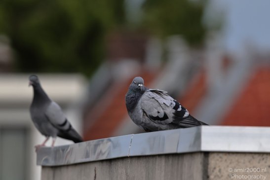 Pigeons_On_Roof_Edge_Birds_Photography_Nature_Photography_Canon_EOS_R5_Mark_II_2026_004.JPG