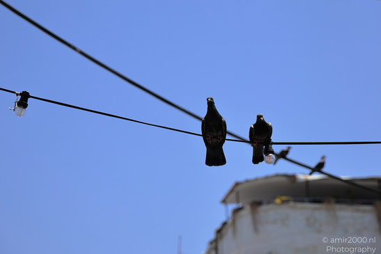 Pigeons_On_Wire_In_Tel-Aviv_Birds_Photography_Nature_Photography_Canon_EOS_R5_Mark_II_2026_001.JPG