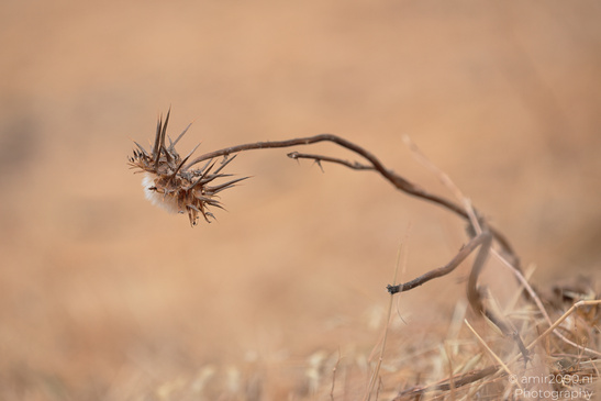 Purple_Thistle_Flower_Heads_In_Ariel_Sharon_Park_Flora_Photography_Nature_Photography_Canon_EOS_R5_Mark_II_2026_001.JPG
