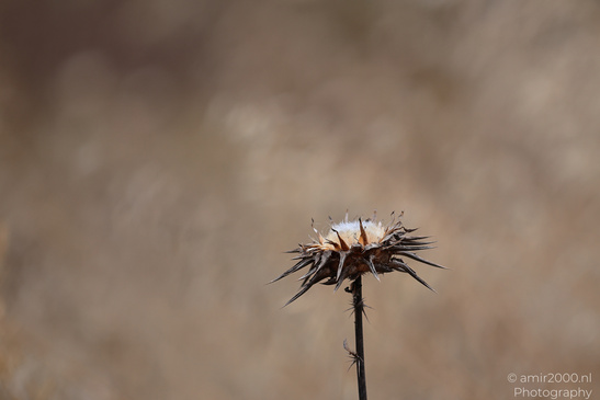 Purple_Thistle_Flower_Heads_In_Ariel_Sharon_Park_Flora_Photography_Nature_Photography_Canon_EOS_R5_Mark_II_2026_002.JPG