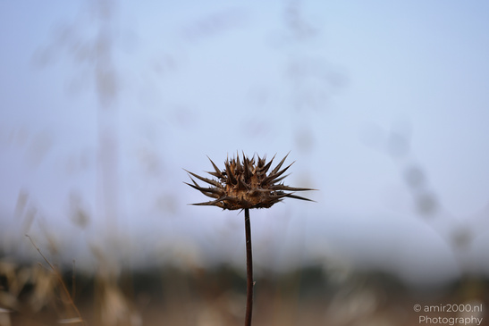 Purple_Thistle_Flower_Heads_In_Ariel_Sharon_Park_Flora_Photography_Nature_Photography_Canon_EOS_R5_Mark_II_2026_003.JPG