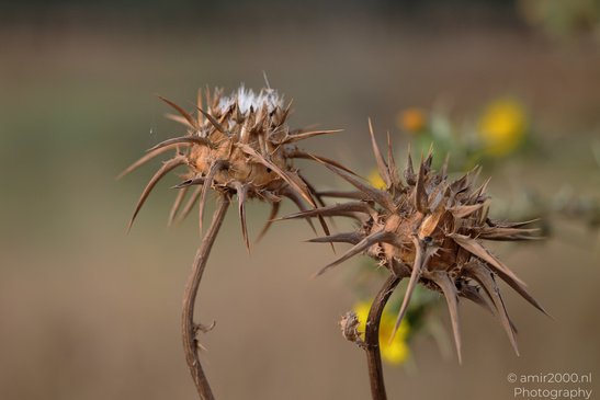 Purple_Thistle_Flower_Heads_In_Ariel_Sharon_Park_Flora_Photography_Nature_Photography_Canon_EOS_R5_Mark_II_2026_004.JPG
