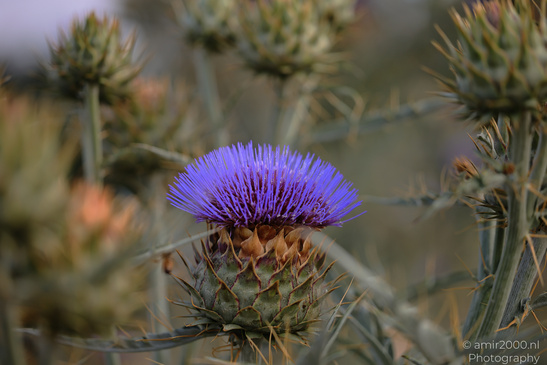 Purple_Thistle_Flower_Heads_In_Ariel_Sharon_Park_Flora_Photography_Nature_Photography_Canon_EOS_R5_Mark_II_2026_005.JPG