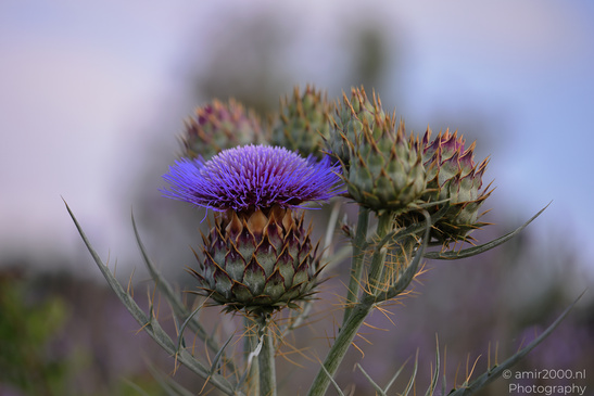 Purple_Thistle_Flower_Heads_In_Ariel_Sharon_Park_Flora_Photography_Nature_Photography_Canon_EOS_R5_Mark_II_2026_006.JPG