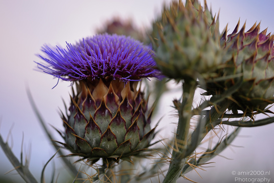Purple_Thistle_Flower_Heads_In_Ariel_Sharon_Park_Flora_Photography_Nature_Photography_Canon_EOS_R5_Mark_II_2026_007.JPG