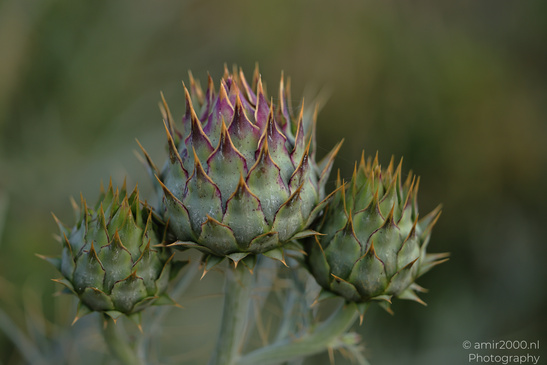 Purple_Thistle_Flower_Heads_In_Ariel_Sharon_Park_Flora_Photography_Nature_Photography_Canon_EOS_R5_Mark_II_2026_008.JPG